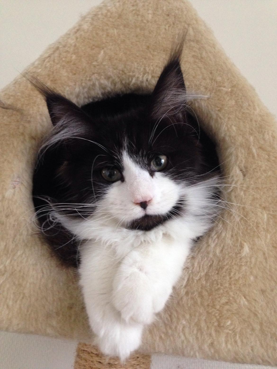 Maine Coon Jazebell  billede 15