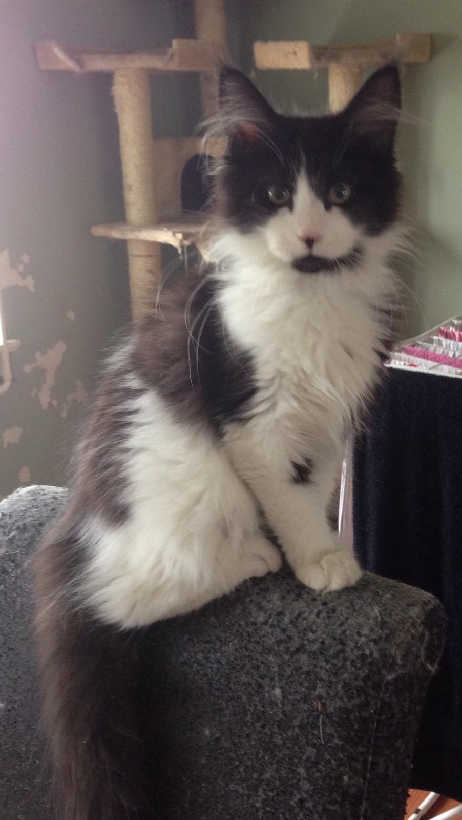 Maine Coon Jazebell  billede 16