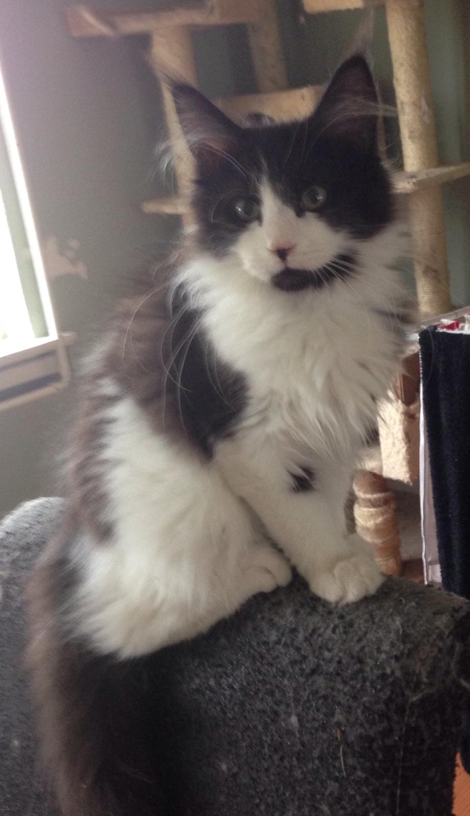 Maine Coon Jazebell  billede 17