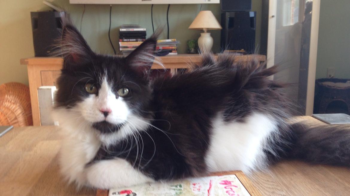 Maine Coon Jazebell  billede 18