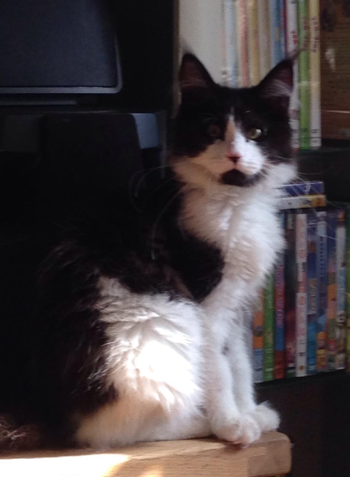 Maine Coon Jazebell  billede 19