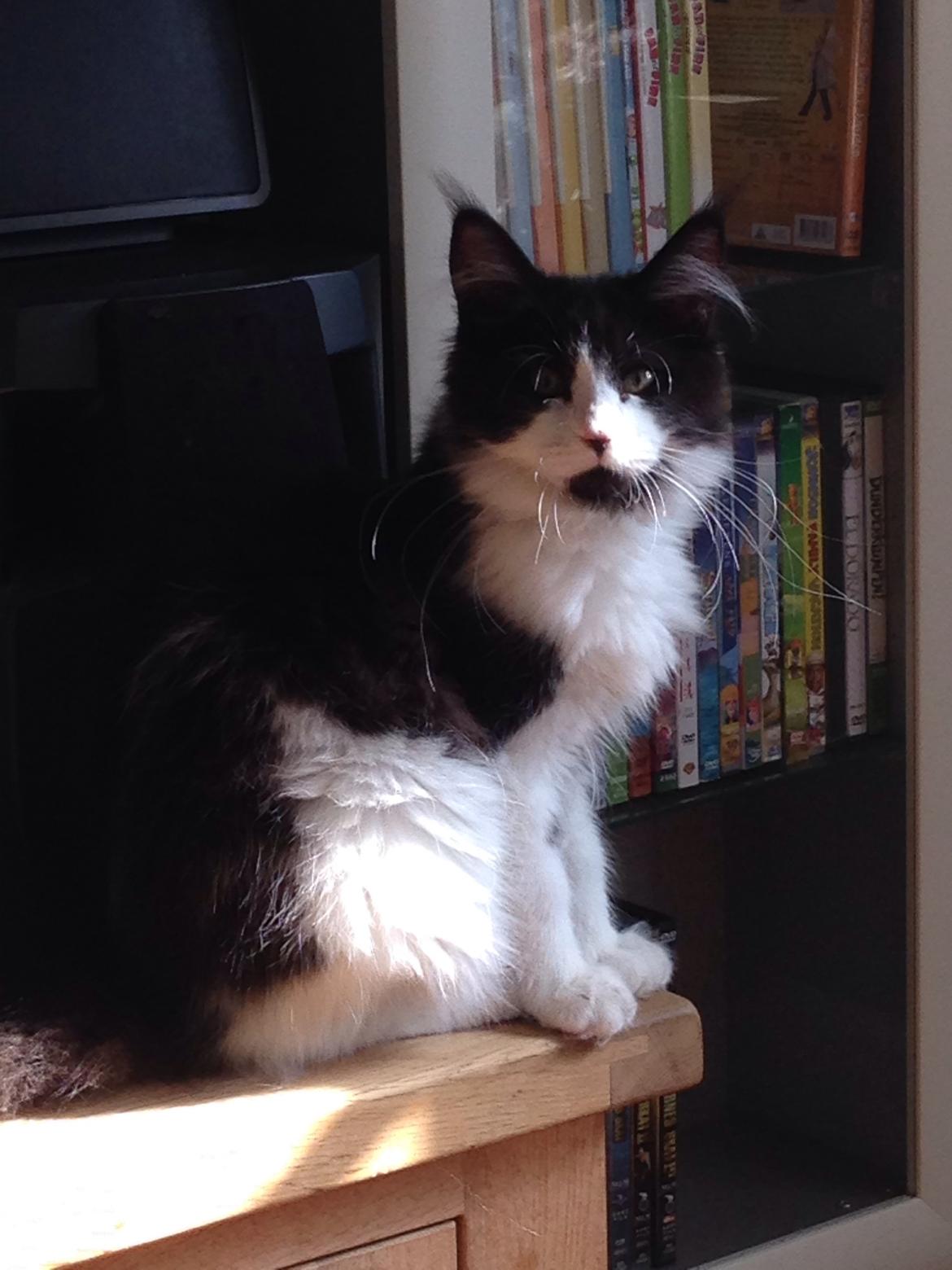 Maine Coon Jazebell  billede 20