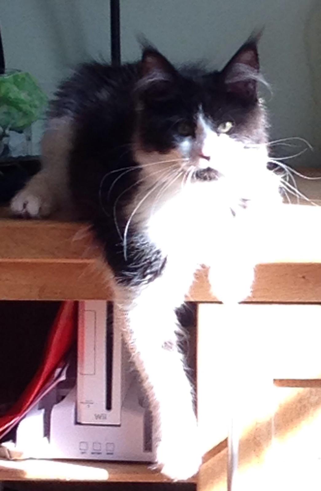 Maine Coon Jazebell  billede 21