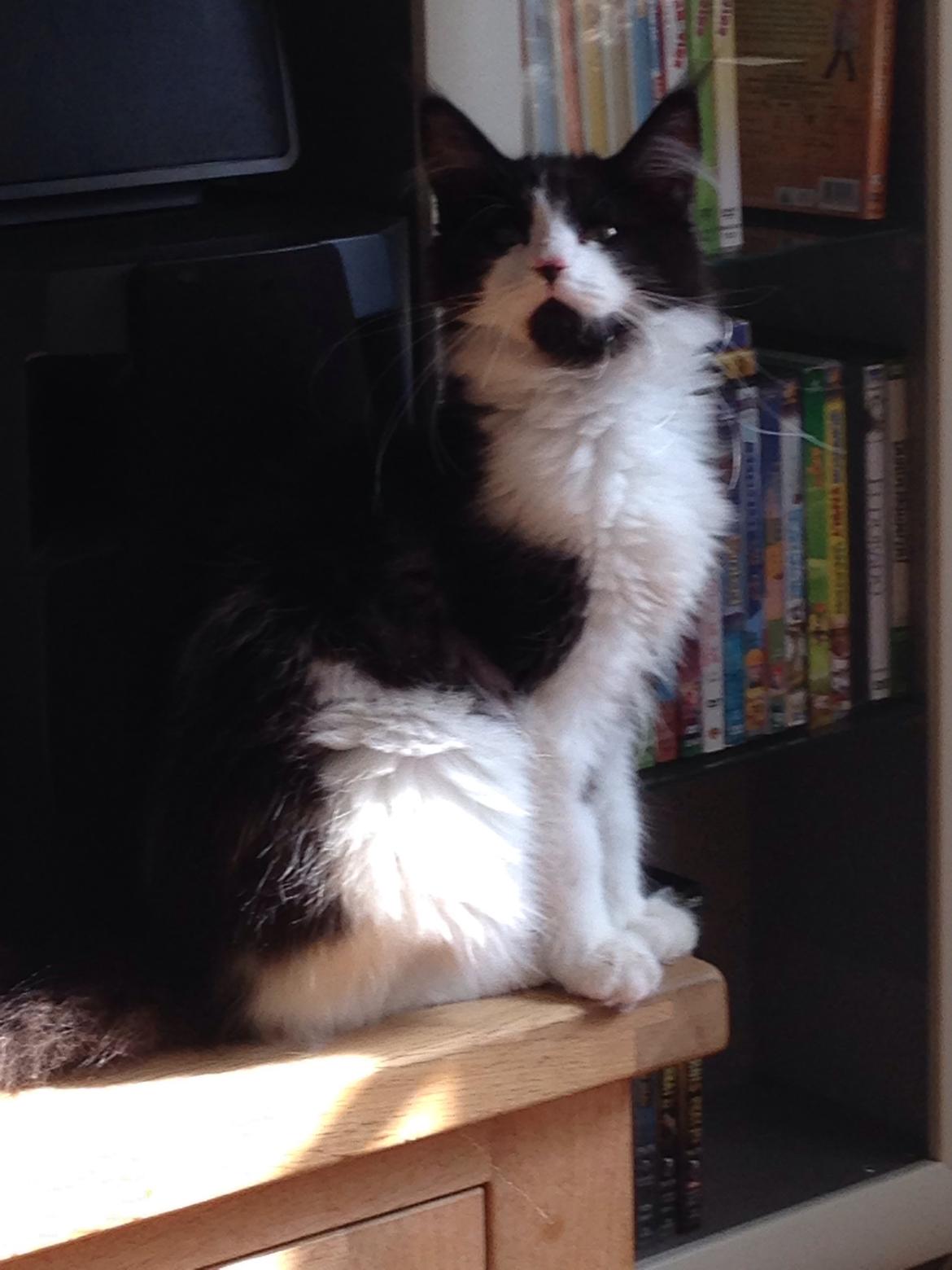 Maine Coon Jazebell  billede 22