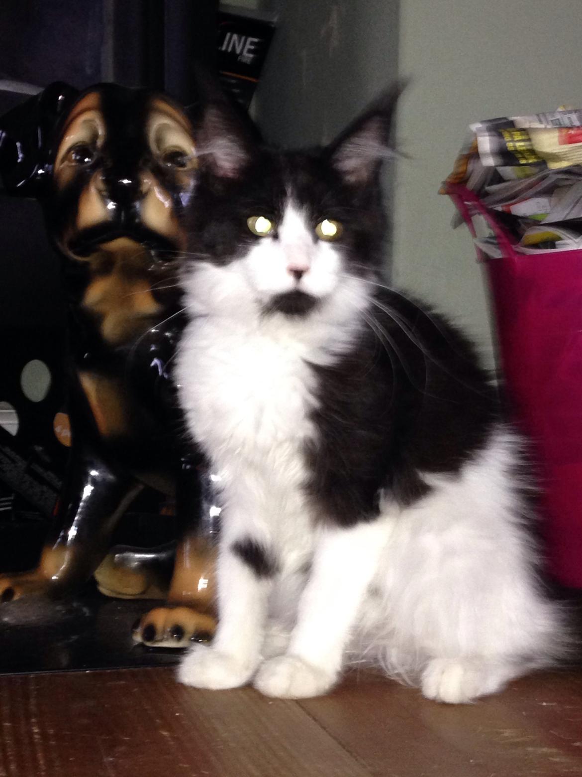 Maine Coon Jazebell  billede 23