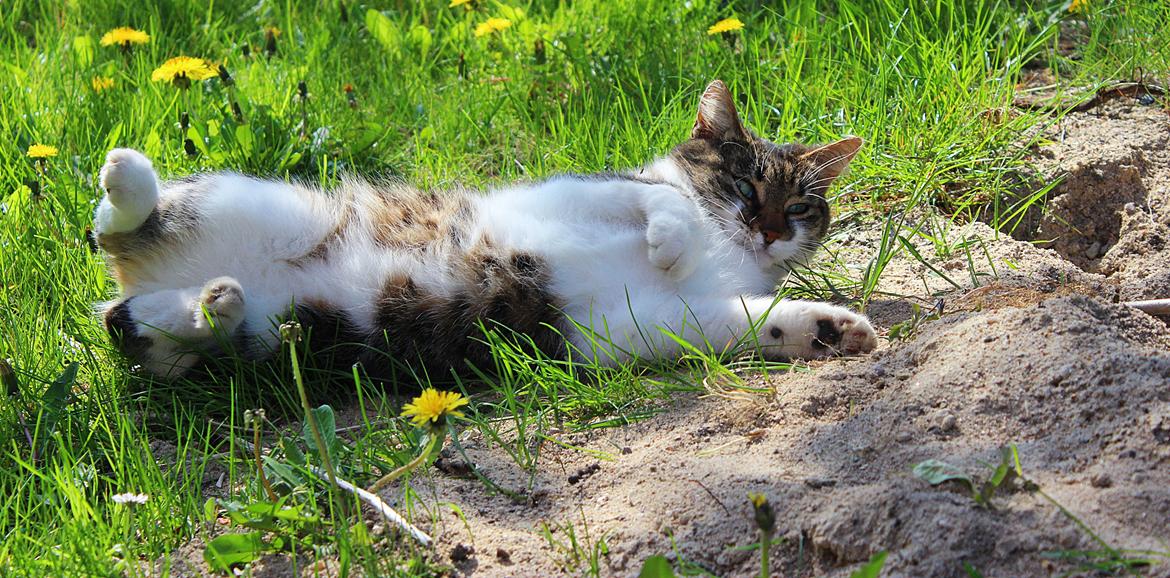 Manx ~ Frida AkA. Mis billede 27