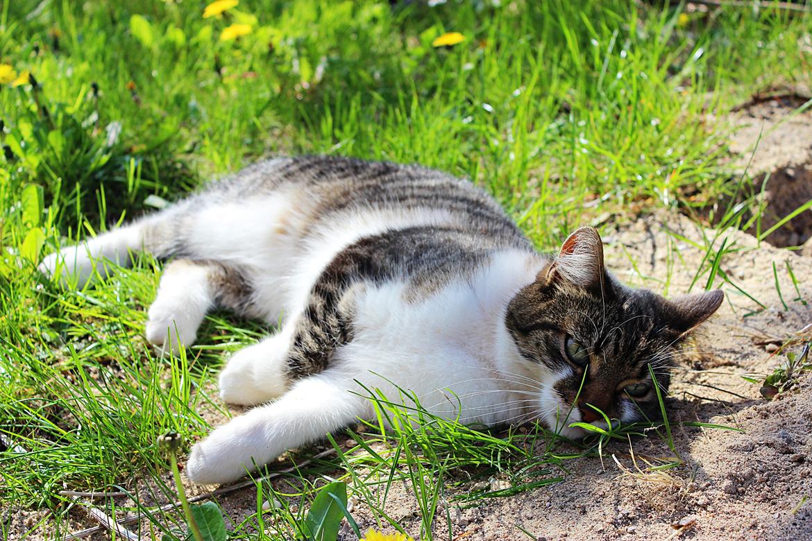 Manx ~ Frida AkA. Mis billede 28