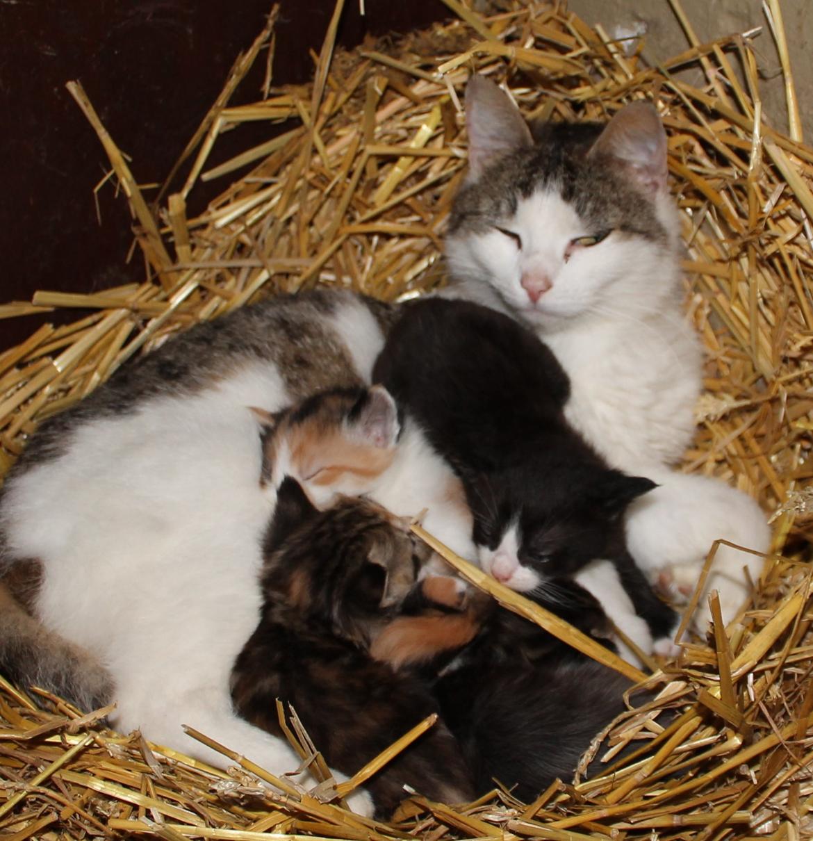 Huskat Figaro billede 6