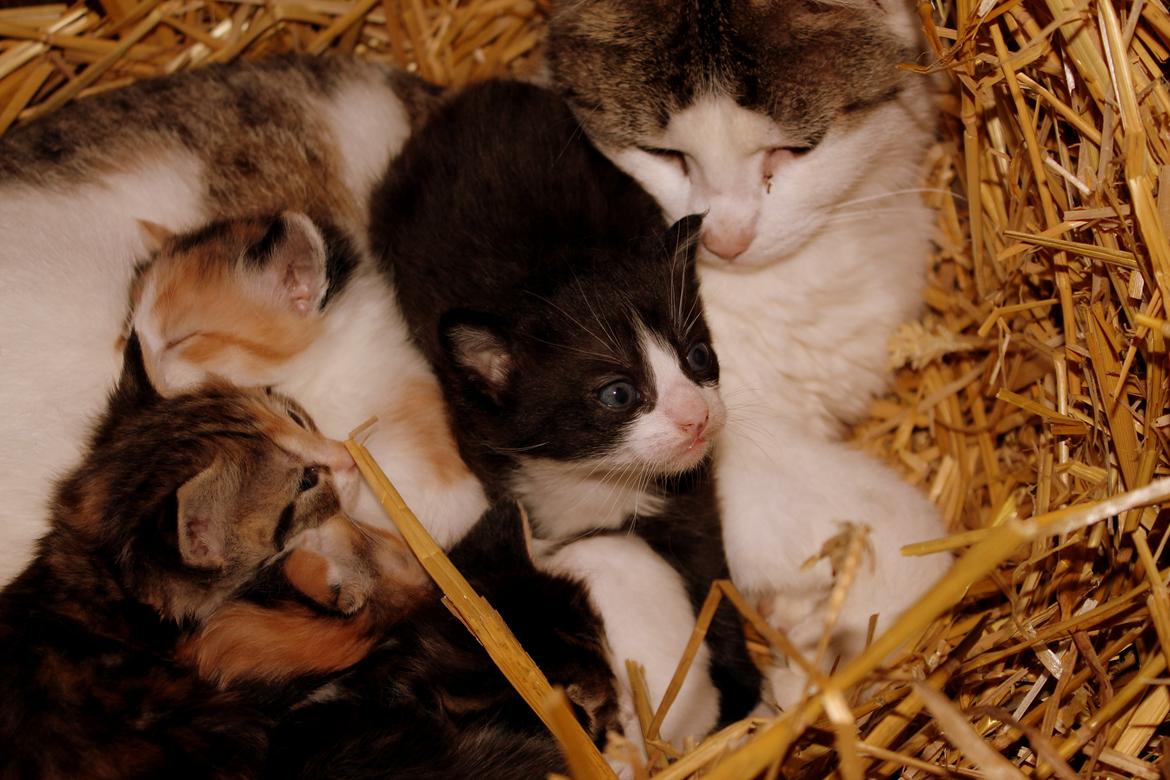 Huskat Figaro billede 12