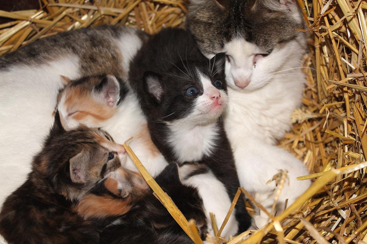 Huskat Figaro - 3 uger billede 3