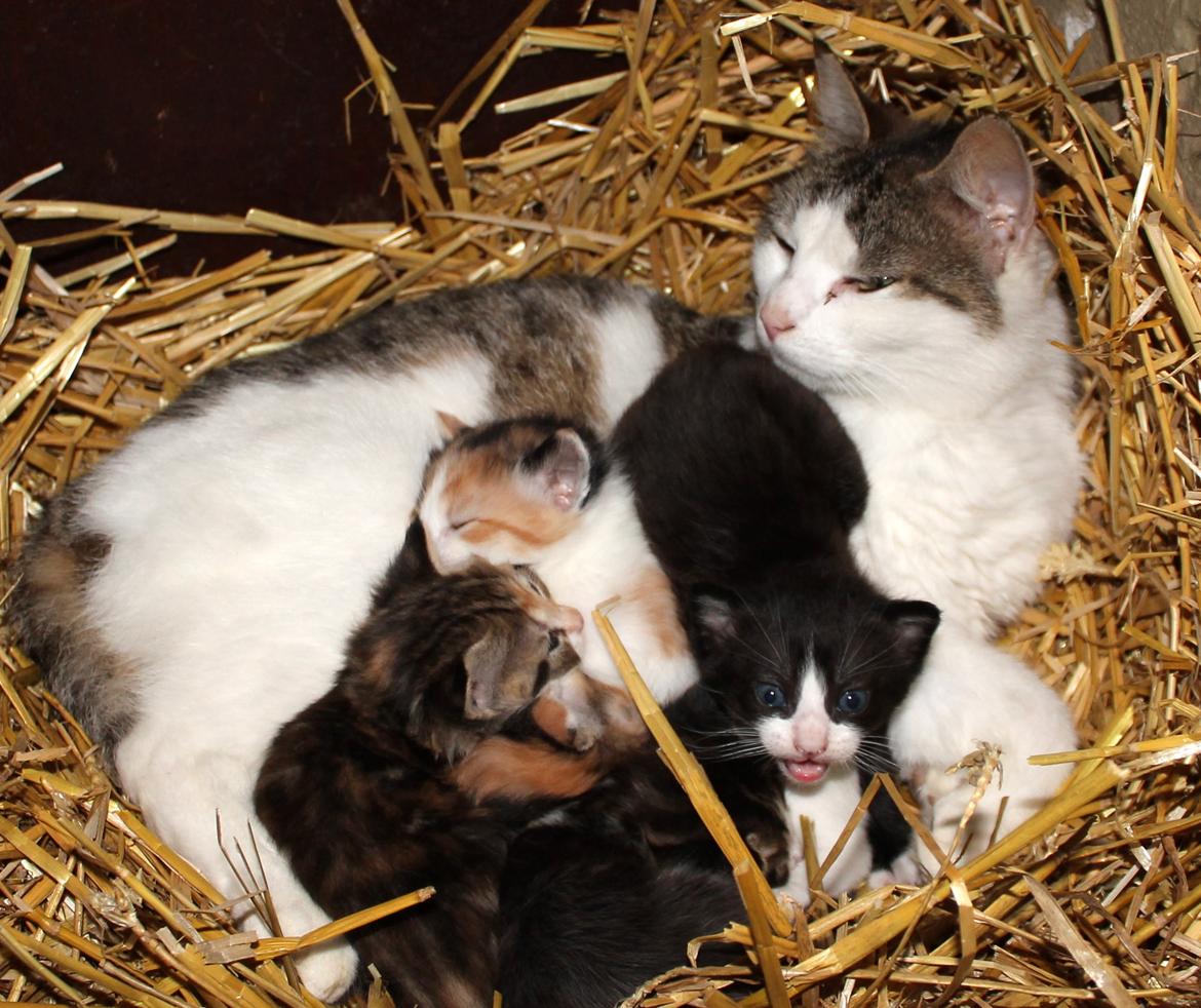 Huskat Figaro billede 8