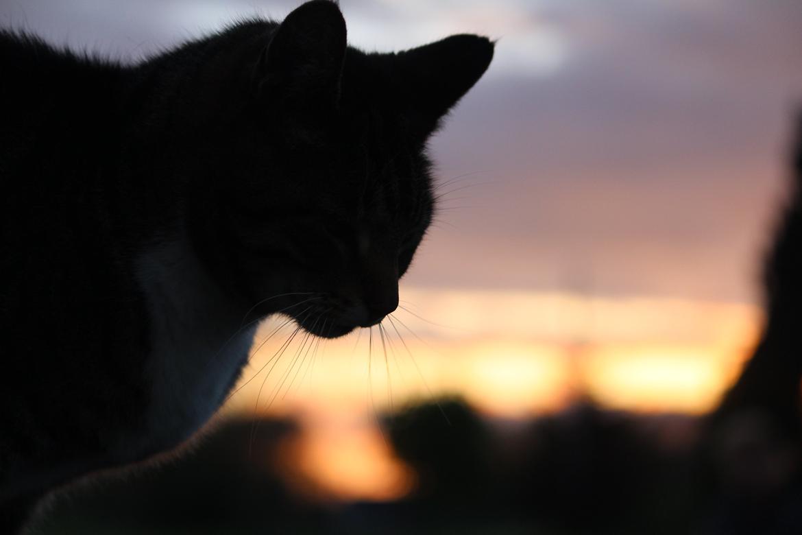 Huskat Rosemis "Rosen" billede 3