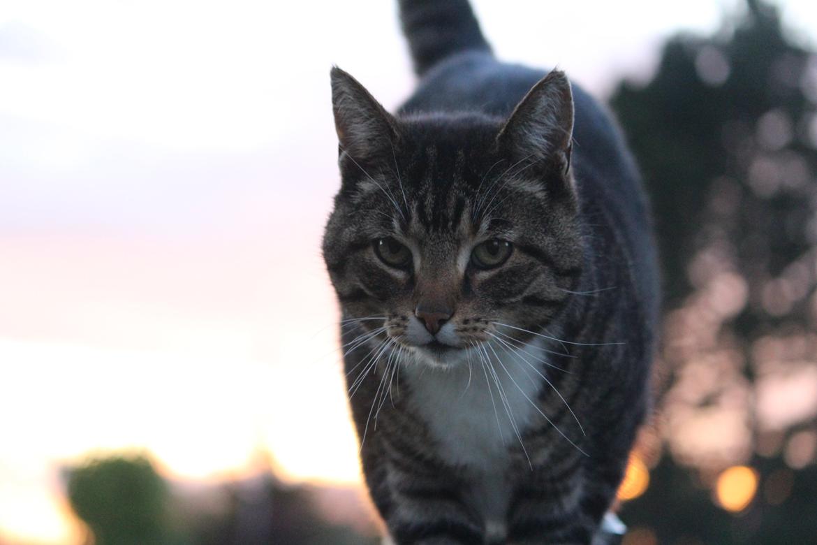 Huskat Rosemis "Rosen" billede 13