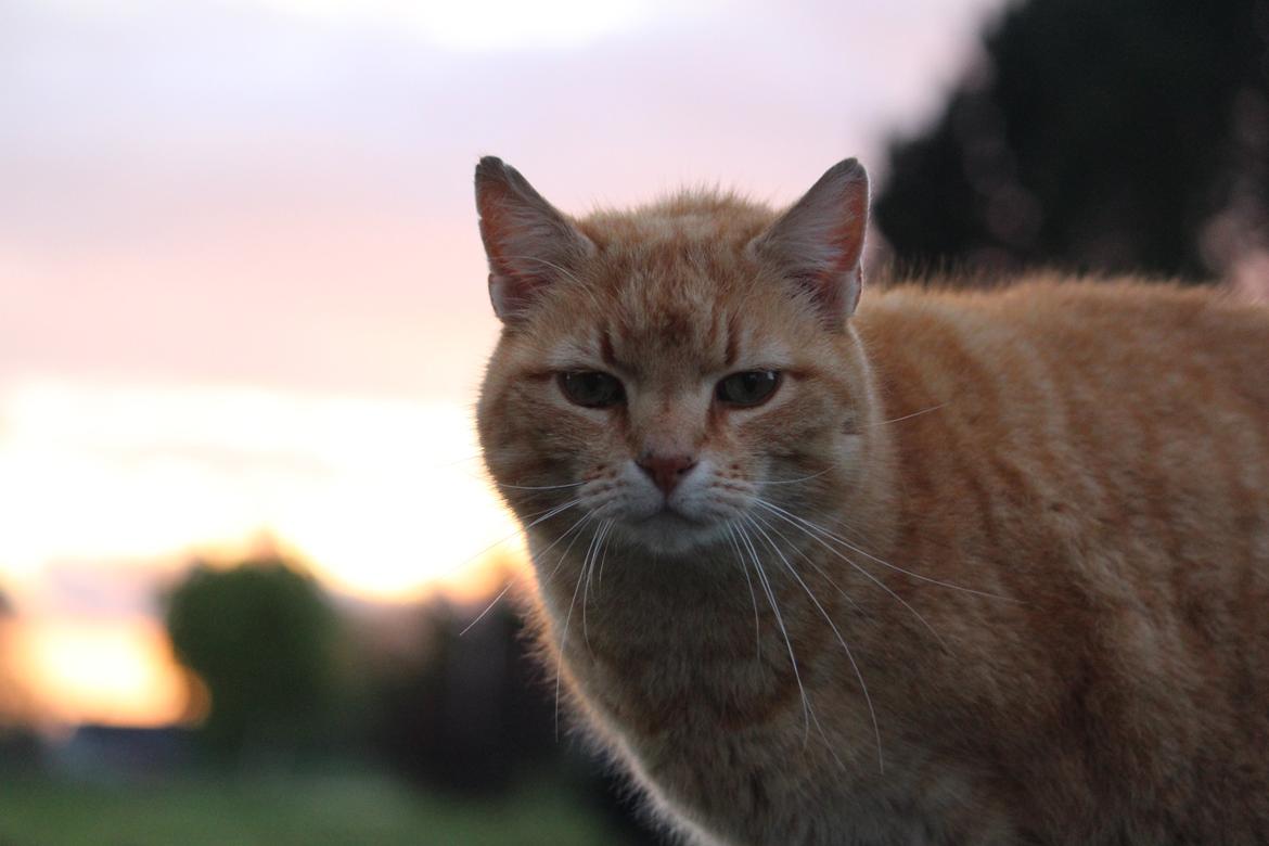 Huskat Garfield "Gaffel" billede 3