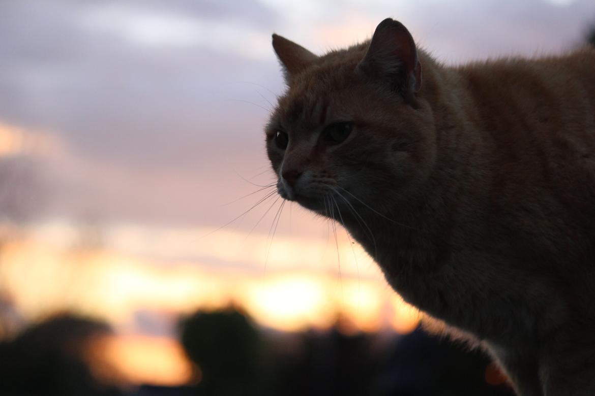 Huskat Garfield "Gaffel" billede 9