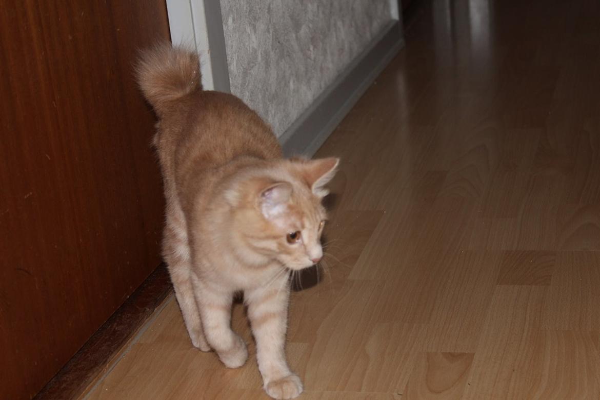 Kurilean Bobtail Ushi - GIC. SharpClaw´s Uspeh  RU billede 10