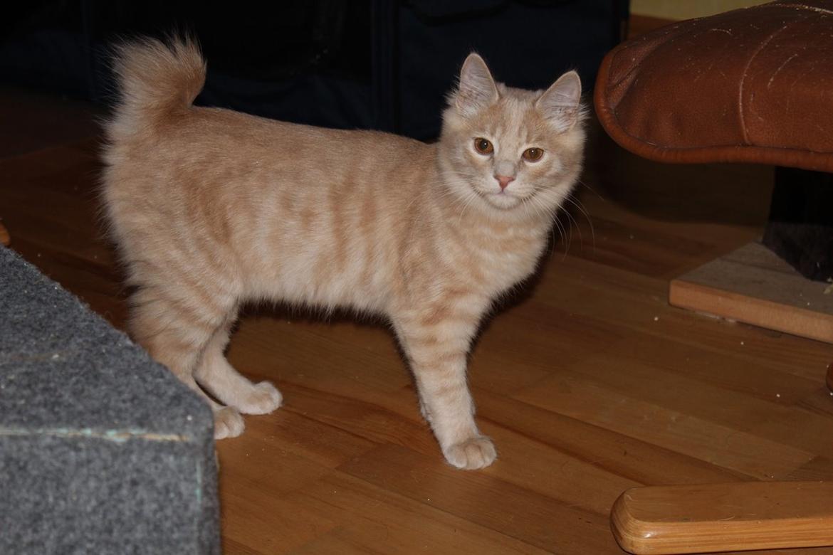 Kurilean Bobtail Ushi - GIC. SharpClaw´s Uspeh  RU billede 9