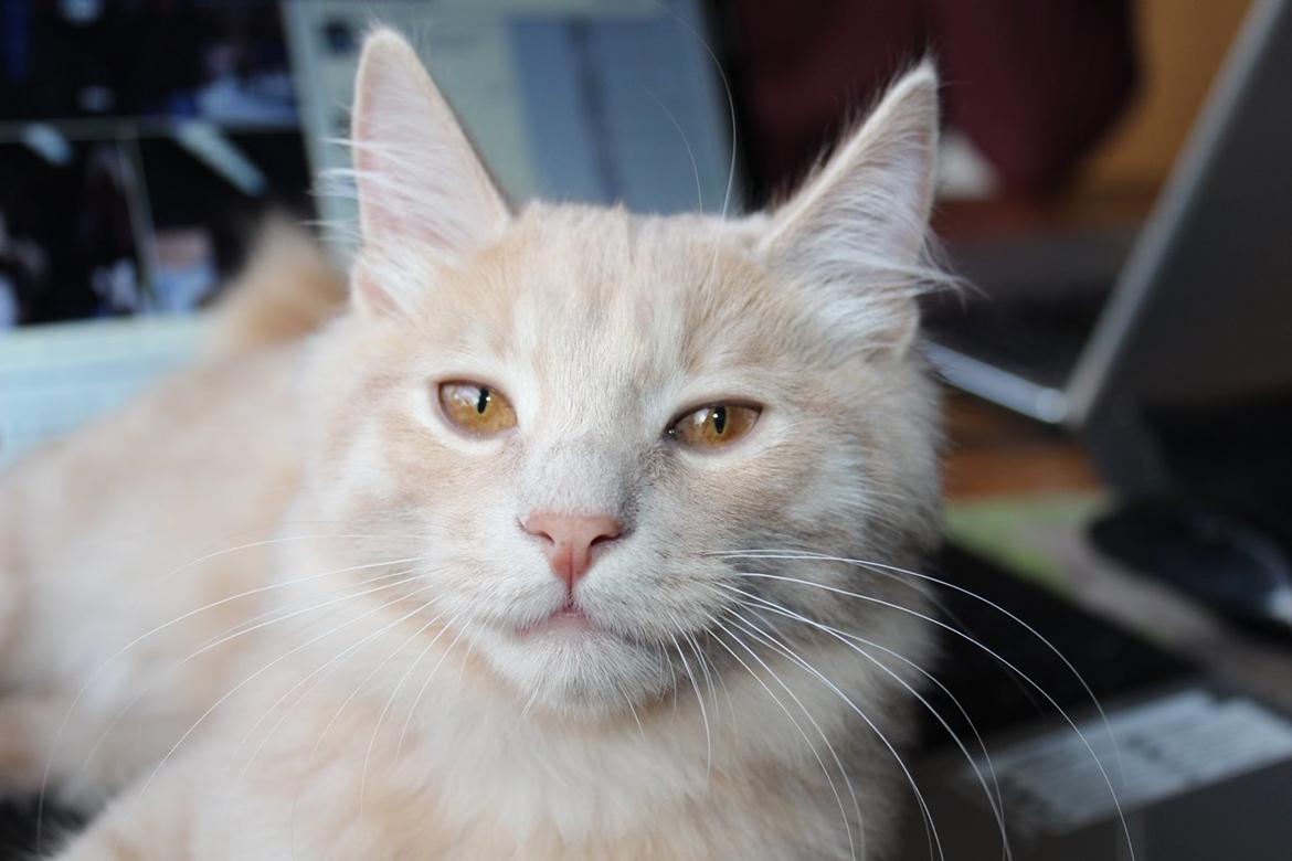 Kurilean Bobtail Ushi - GIC. SharpClaw´s Uspeh  RU billede 11