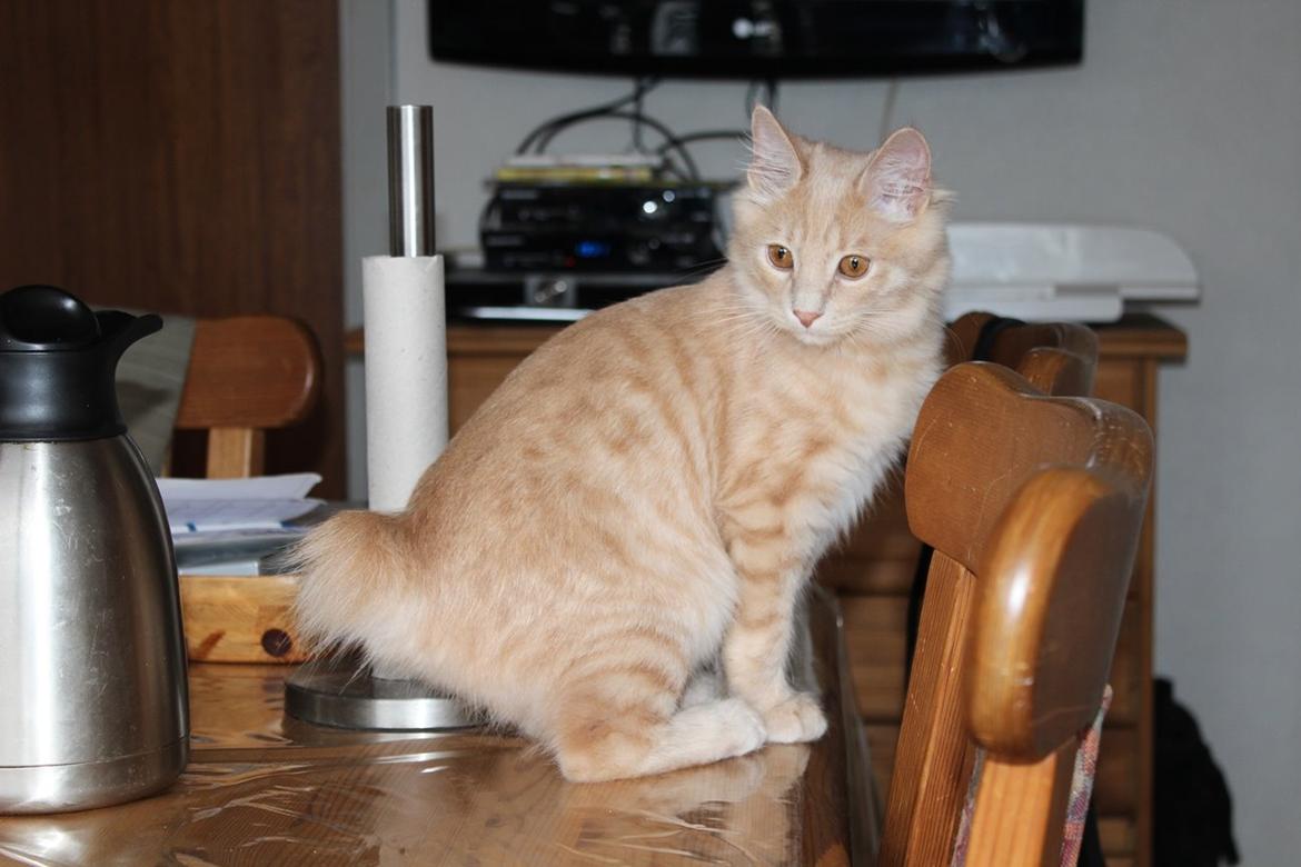 Kurilean Bobtail Ushi - GIC. SharpClaw´s Uspeh  RU billede 12