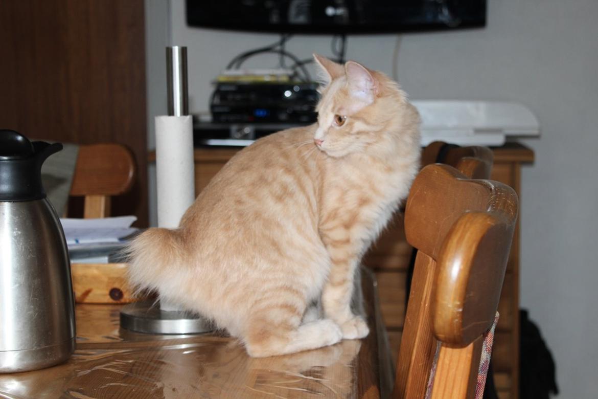 Kurilean Bobtail Ushi - GIC. SharpClaw´s Uspeh  RU billede 13