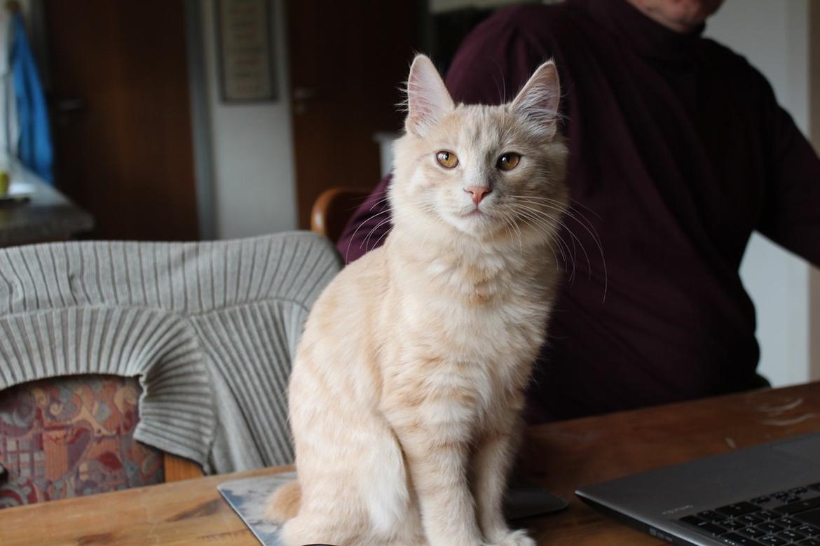 Kurilean Bobtail Ushi - GIC. SharpClaw´s Uspeh  RU billede 14