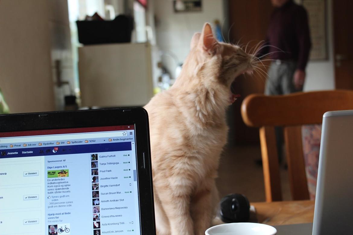 Kurilean Bobtail Ushi - GIC. SharpClaw´s Uspeh  RU billede 15