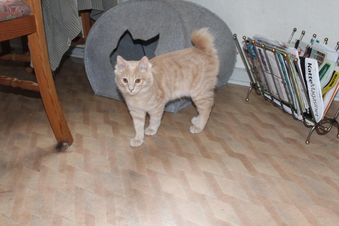 Kurilean Bobtail Ushi - GIC. SharpClaw´s Uspeh  RU billede 16