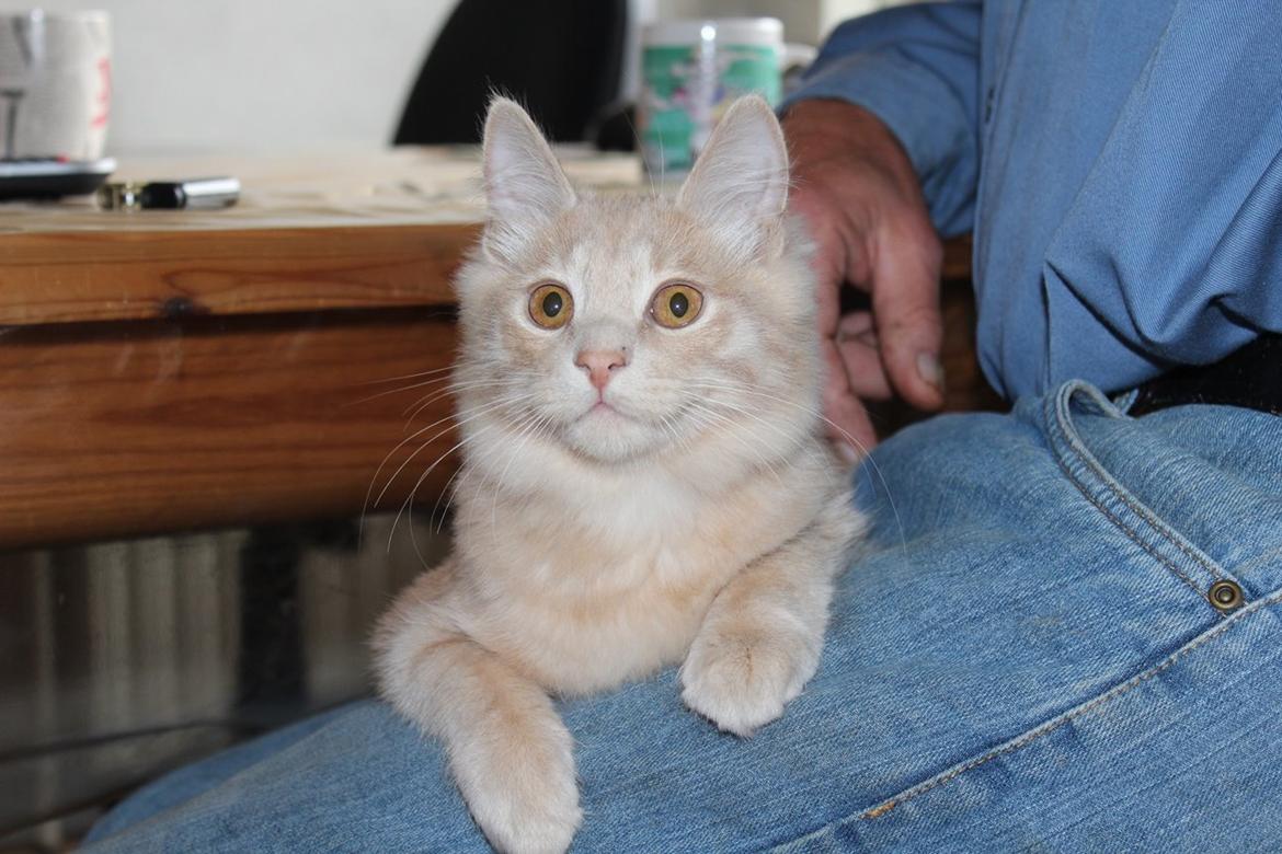 Kurilean Bobtail Ushi - GIC. SharpClaw´s Uspeh  RU billede 17