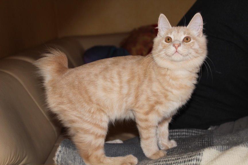 Kurilean Bobtail Ushi - GIC. SharpClaw´s Uspeh  RU billede 19