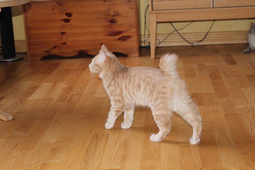 Kurilean Bobtail Ushi - GIC. SharpClaw´s Uspeh  RU billede 18