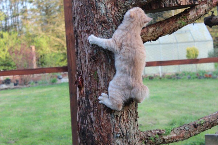 Kurilean Bobtail Ushi - GIC. SharpClaw´s Uspeh  RU billede 20