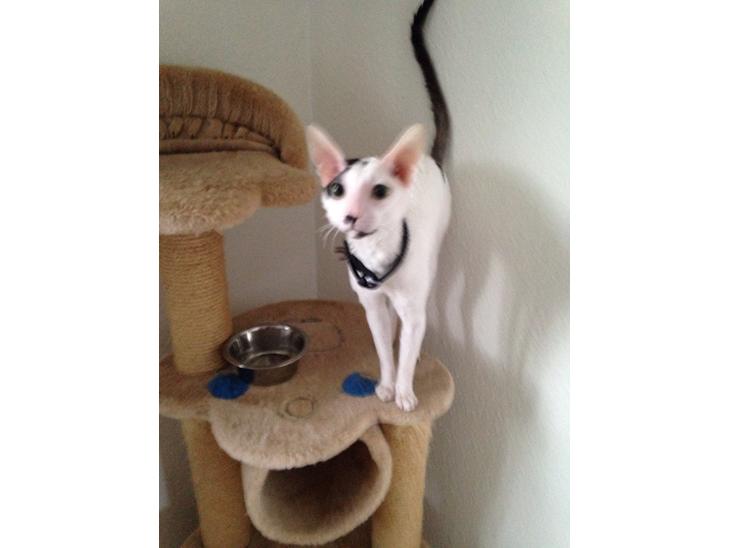 Cornish Rex DK Kousgård's Fernando  billede 1