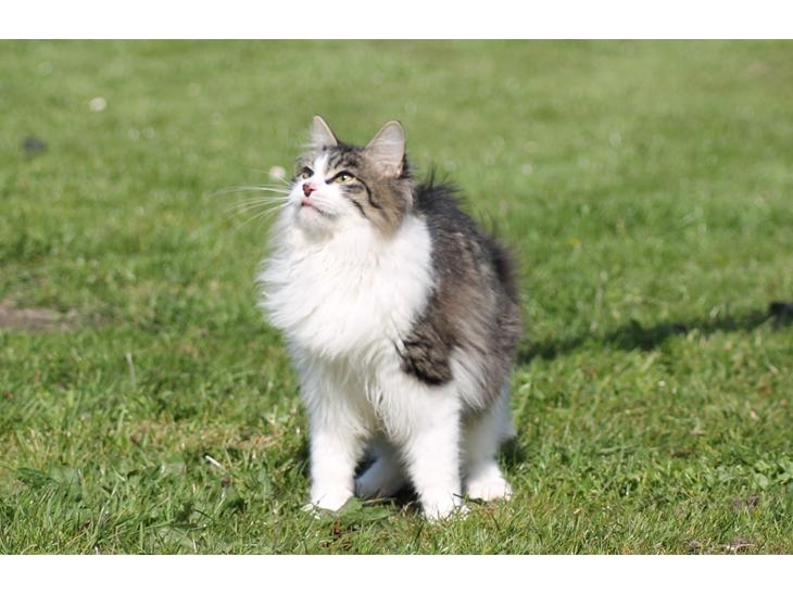 Kurilean Bobtail DK*Klokmose's Razzer billede 1