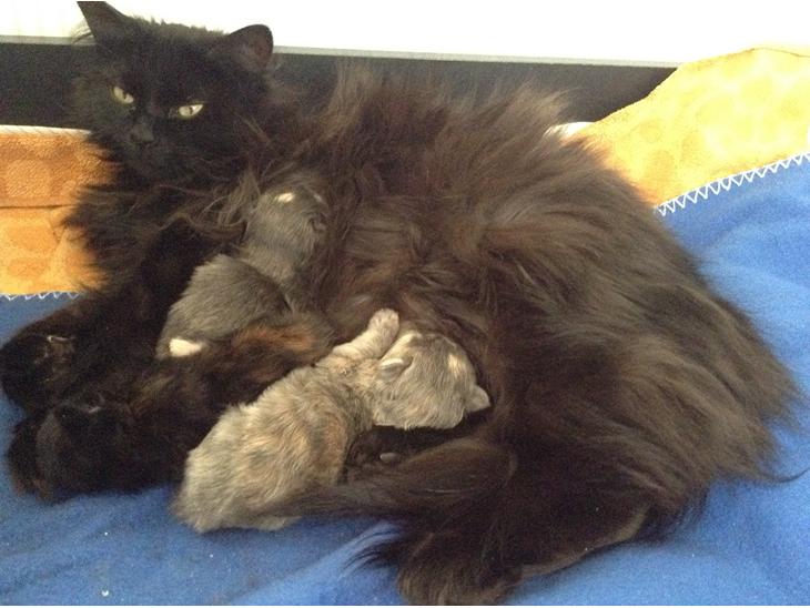 {{currentPhoto.altText}} billede {{currentPhoto.number}}