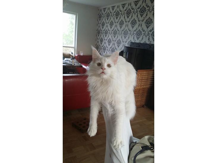 {{currentPhoto.altText}} billede {{currentPhoto.number}}