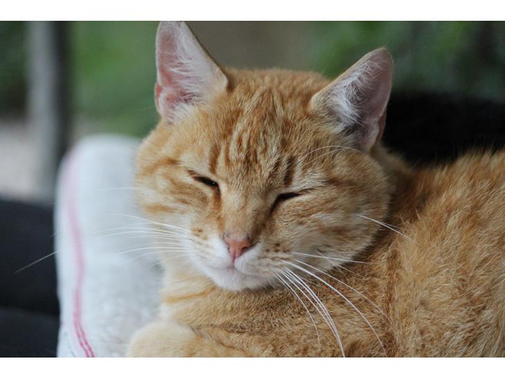 Huskat Garfield "Gaffel" - velkommen til min profil, mit navn er Garfield billede 1