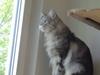 Maine Coon Jungle Mans Darth Vader
