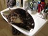 Maine Coon Chacoons Night Moon Puma PP