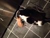 Huskat Biver Batman 