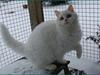 Selkirk Rex  Lykken Snehvide