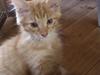 Maine Coon Cæsar