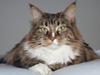 Maine Coon Trunte