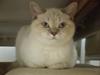 British Shorthair Emily