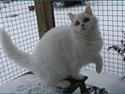 Selkirk Rex Lykken Snehvide