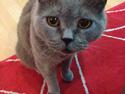British Shorthair Hemingway