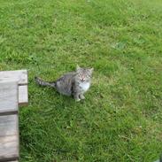 Blanding af racer Mis