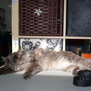 Kurilean Bobtail Yunga Murrning star
