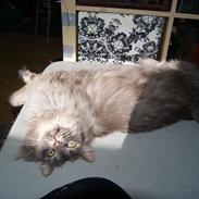 Kurilean Bobtail Yunga Murrning star