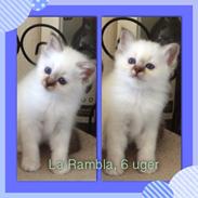 Hellig Birma Shapur La Rambla