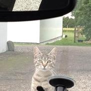 Huskat Rosa